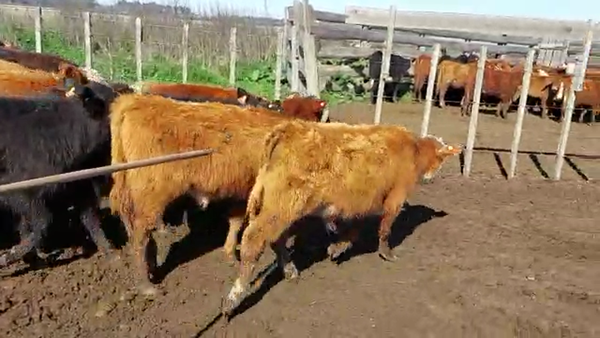 Lote 19 Terneros HEREFORD 170kg - , San José