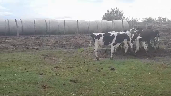 Lote (Vendido)10 Terneros Holando HOLANDO 175kg -  en AGRACIADA