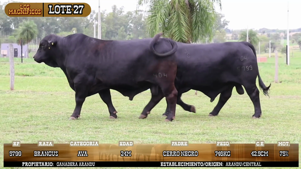 Lote LOTE 27