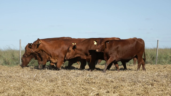 Lote Vaquilla Preñada