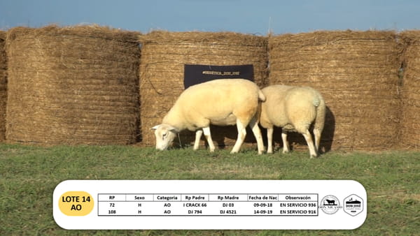 Lote Lote 14 - AO