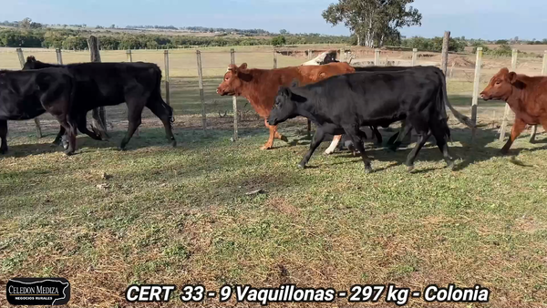 Lote 9 Vaquillonas 1 a 2 años en Paso Antolín, Colonia