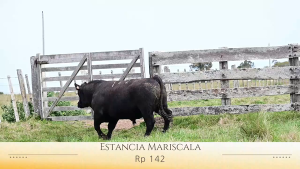 Lote Toros Angus PI y Red Angus PI