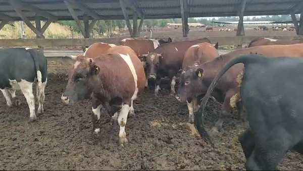 Lote 40 Novillo Gordo en Los Ángeles, VIII Región Biobío
