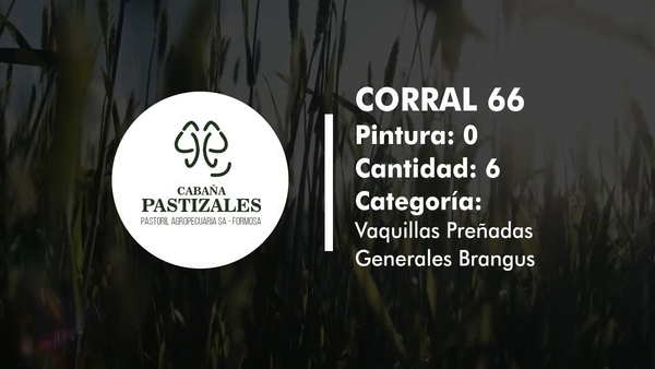 Lote Vaquillonas