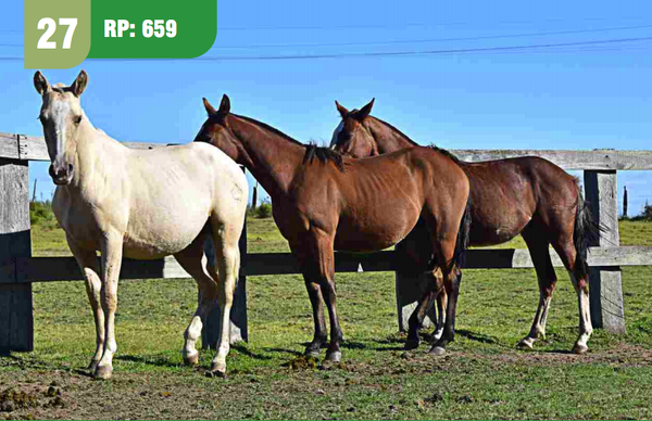 Lote PELO: COLORADO, LUCERO