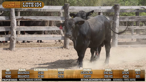 Lote LOTE 154 - PANTALLA