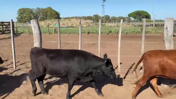 Lote 65 TERNS. HEMBRAS, DAIREAUX, PCIA. DE BS. AS.