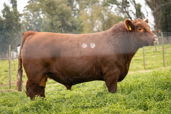 Lote TOROS ANGUS  PP