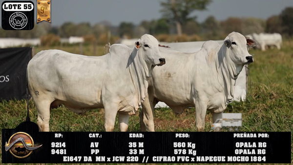 Lote LOTE 55