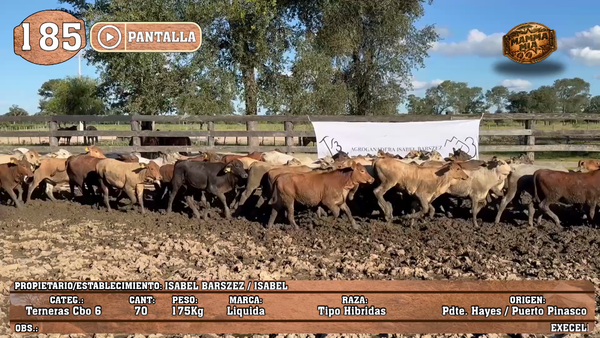 Lote LOTE 185 - PANTALLA