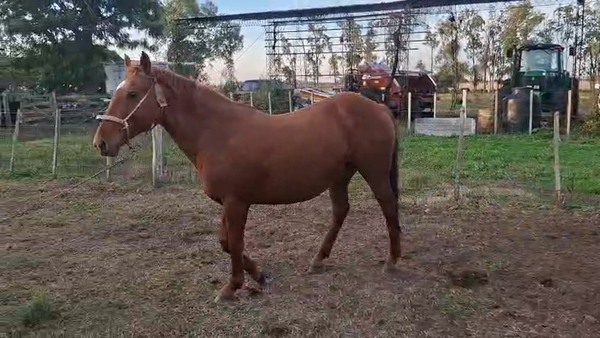 Lote YEGUA
