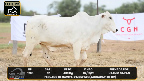 Lote LOTE 22