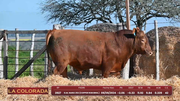 Lote Lote 5
