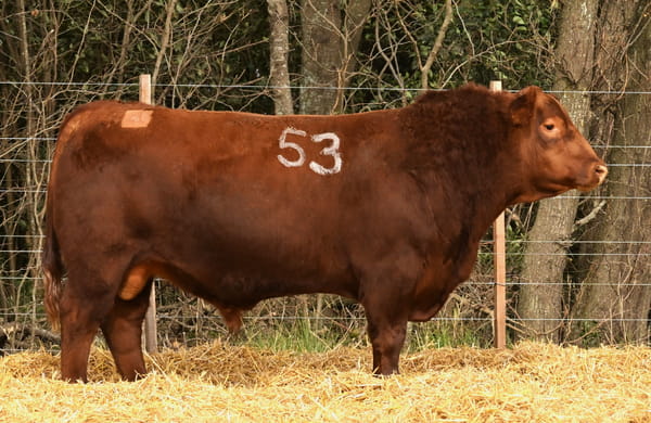 46316 — TOROS ANGUS PC