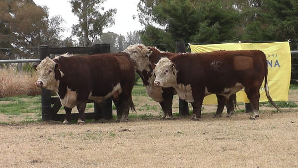 Lote TOROS P. HEREFORD PR