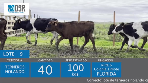 Lote Lote 9 - Ganado