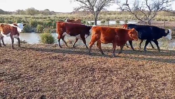 Lote 130 Terneras en Corrientes, Curuzu Cuatia