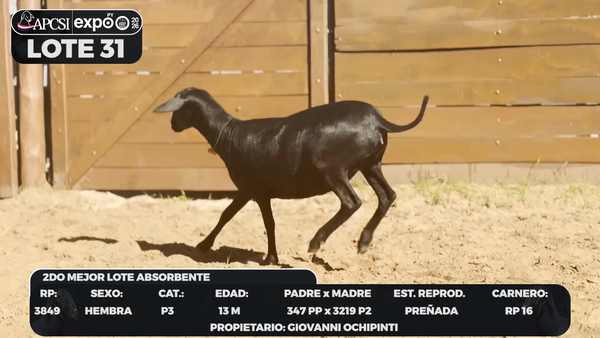 Lote LOTE 31 - CAMPO