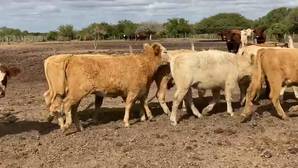 Lote 35 Terneros y 35 Terneras Braford Cuartinos y sus cruzas en San Cristóbal, Santa Fe