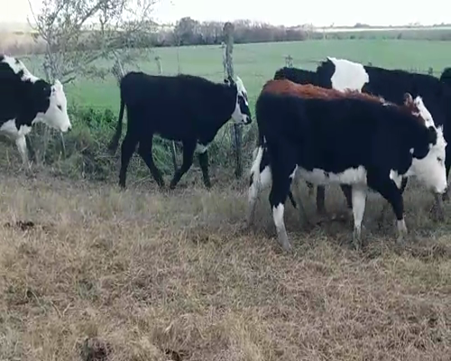 Lote (Vendido)11 Terneros y Terneras CRUZAS CARNICERAS 265kg -  en EL CHILENO