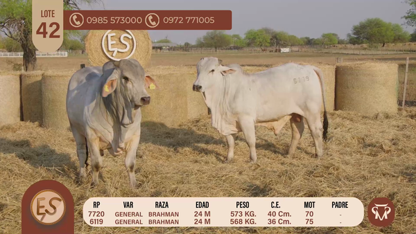 Lote TOROS BRAHMAN 24 MESES