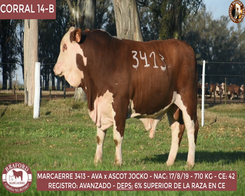 Lote Toro Braford Cabaña El Retiro