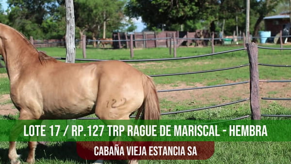 Lote TRP RAGUE DE MARISCAL
