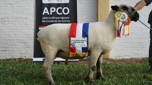 Lote Hampshire Down Expo Internacional 2022 - Lote 29