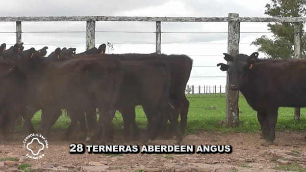 Lote Terneras