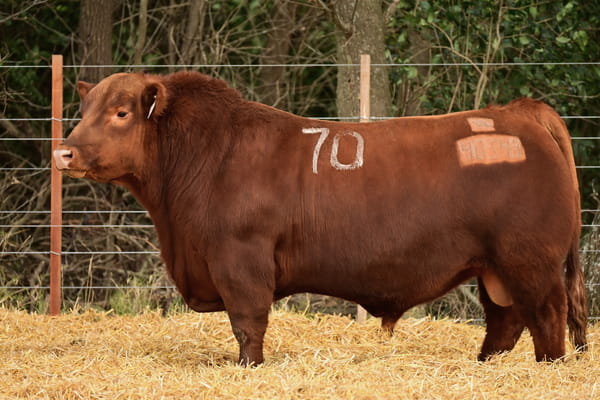 Lote TOROS ANGUS PC