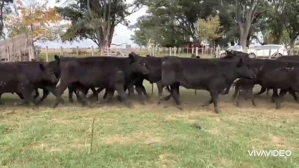Lote 40 Novillitos