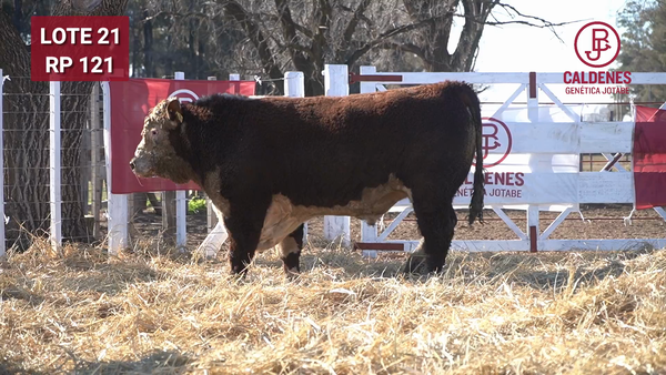 Lote Toro PR