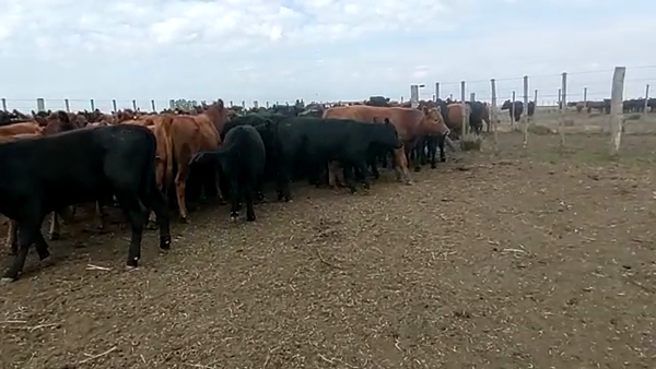 Lote 110 Terneras en Laprida, Buenos Aires