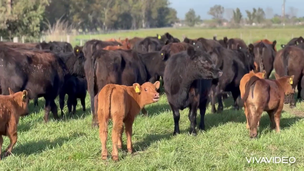 Lote 80 Vaquillonas C/ cria