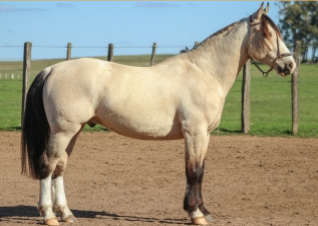 Lote GUACO DE LA COLINA