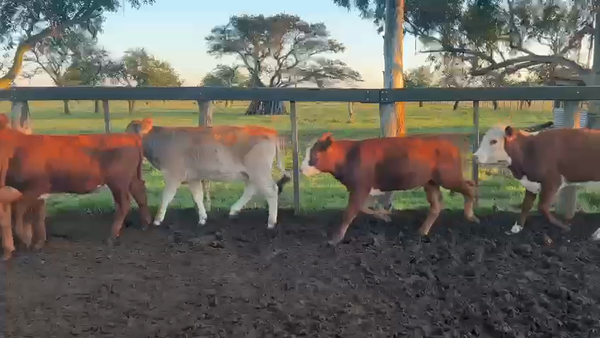 Lote 110 Terneros