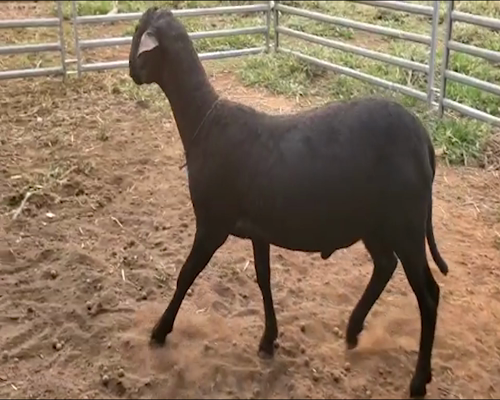 Lote Macho P2 57kg -  en San Ignacio