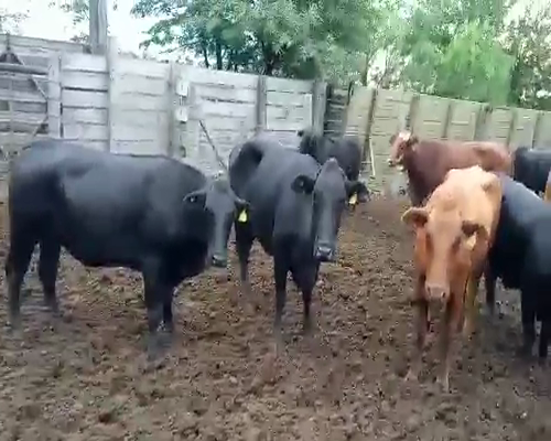 Lote 52 Vacas en Quimilí, Santiago del Estero