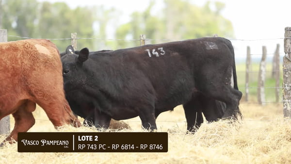 Lote TOROS PPI Y SA ABERDEEN ANGUS