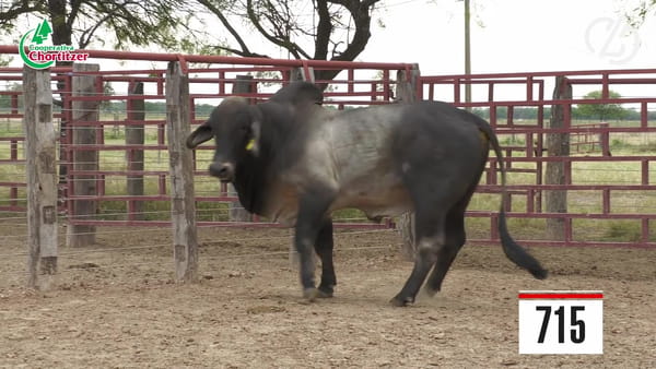 Lote Brahman