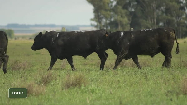 Lote Lote 1