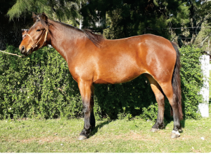 Lote Suculenta Bordona