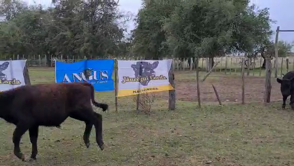 Lote 63 Terneros en Punta Indio, Buenos Aires