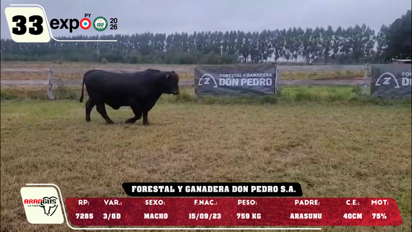 Lote LOTE 33
