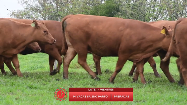 Lote Vacas SA