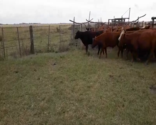 Lote 17 Novillitos en arboledas, Buenos Aires