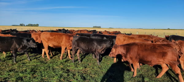 Lote 50 Terneras en Gral. Lamadrid, Buenos Aires