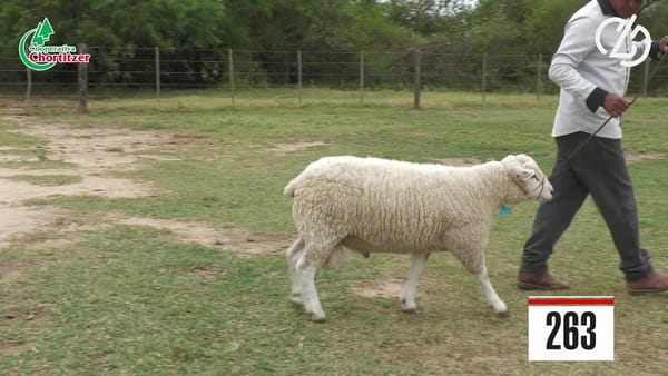 Lote Texel - Schafe
