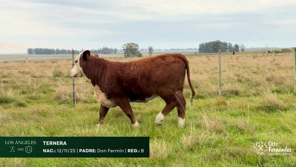Lote Ternera